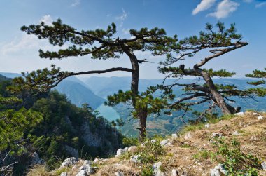 Tara Dağı 'ndaki Banjska kayası Sırbistan' ın batısındaki Drina Nehri Kanyonu 'na bakıyor
