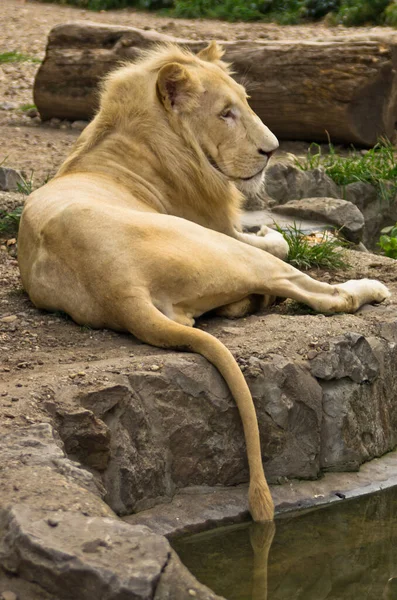 ベオグラード動物園で午後の休息を取る白いアフリカのライオン — ストック写真