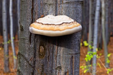 Sırbistan 'ın doğusundaki Homolje dağlarındaki kayın ağacında büyük bir mantar.