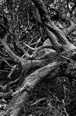 Sırbistan 'ın doğusundaki dağ ormanlarında kocaman dallardan oluşan labirenti olan yaşlı ağaç yere düştü