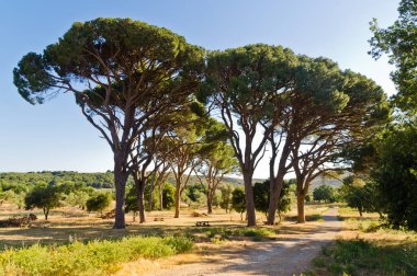 Akdeniz bitki örtüsü ve ağaçlar Arcady Manastırı 'na giden çakıllı bir yol, Yunanistan' ın Girit adası, rahiplerin ektiği topraklar