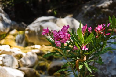 Yunanistan 'ın Girit adasının orta kesimindeki Samarya geçidinde güzel bitkiler ve çiçekler yetişiyor