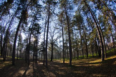 Çam ormanlarında sabah, dalların arasından güneş ışığı, Kosutnjak parkı, Belgrad, Sırbistan