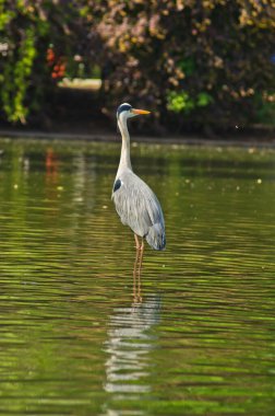 Avusturya, Viyana 'nın merkezindeki Stadtpark' ta güzel gri balıkçıl kuşu.