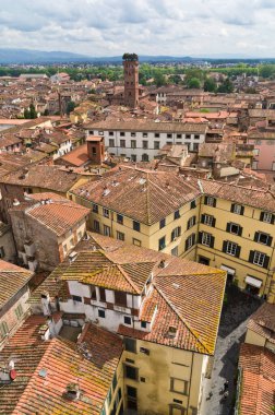 Lucca şehrinin arka planında Guinigi kulesi, Toskana, İtalya