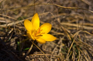 Sırbistan 'ın Stolovi Dağı' ndaki ilk ilkbahar çiçekleri