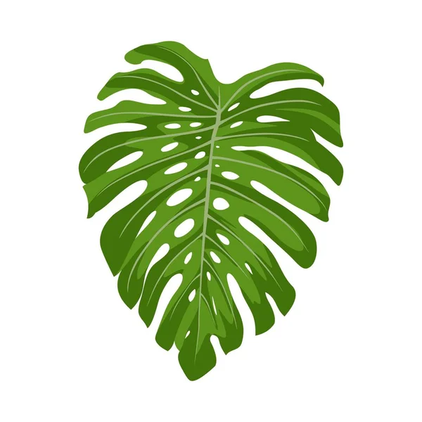 Зелене Листя Монстрів Ізольованому Білому Тропічному Листі Векторна Графіка