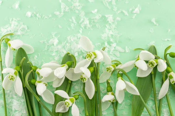 Frische Schneeglöckchen auf grünem Hintergrund — Stockfoto