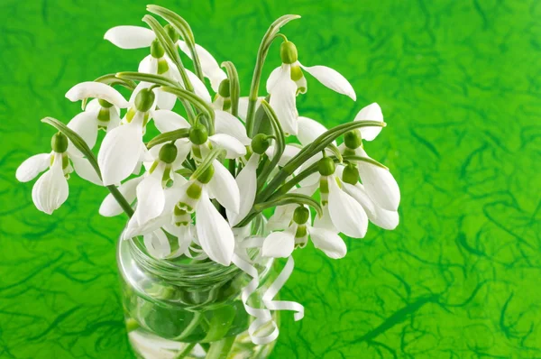 Φρέσκα snowdrops σε ένα βάζο — Φωτογραφία Αρχείου