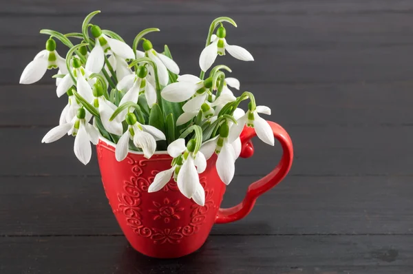 Fresh snowdrops bouquet on dark background — Stock Photo, Image