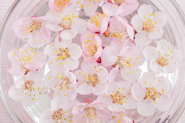 Flores de cerejeira em uma tigela — Fotografia de Stock