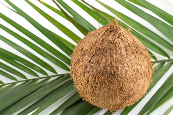 Cocos enteros con hojas en blanco — Foto de Stock