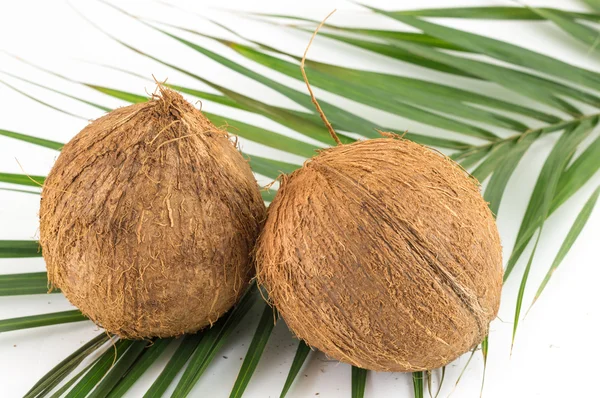 Noix de coco entières avec feuilles sur blanc — Photo