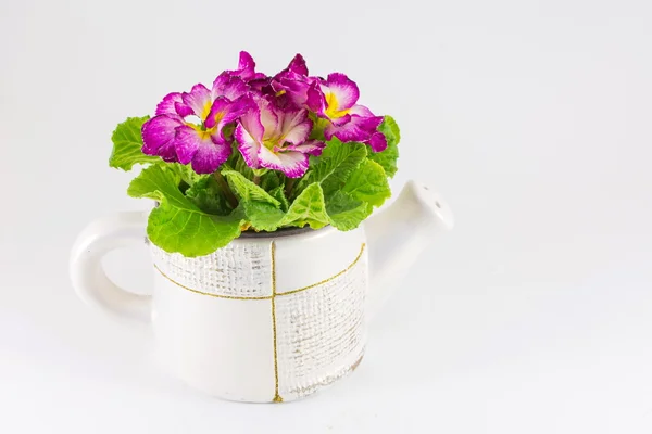 Flores rosa em um balde de água — Fotografia de Stock