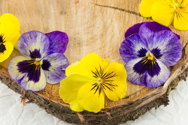 Fleurs violettes sur une bûche en bois — Photo