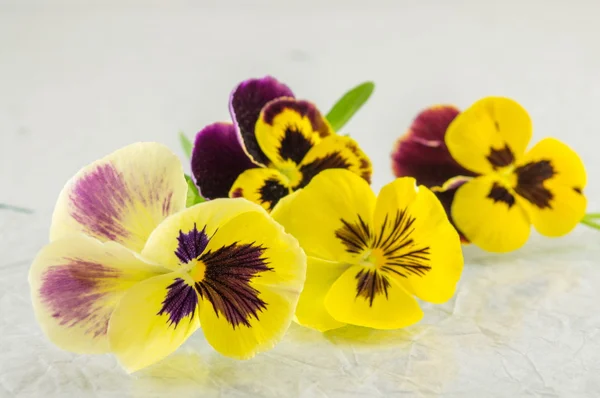 Flores amarillas y violetas — Foto de Stock