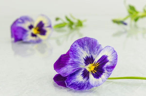 Violetta blommor på vitt tyg — Stockfoto