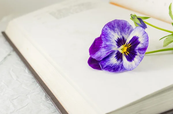 Friss virág lila egy könyv — Stock Fotó