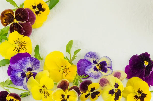 Żółte i fioletowe kwiaty — Zdjęcie stockowe