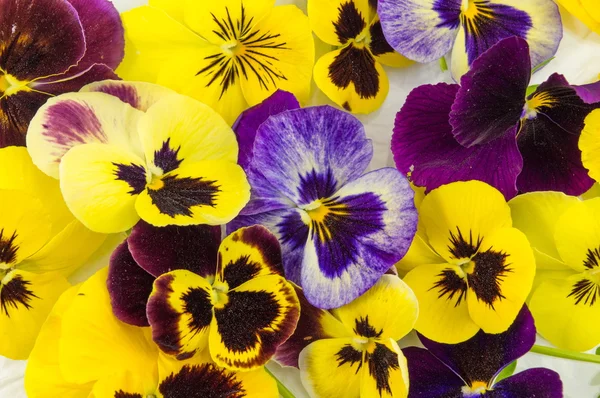 Sárga és ibolyaszín virágok — Stock Fotó