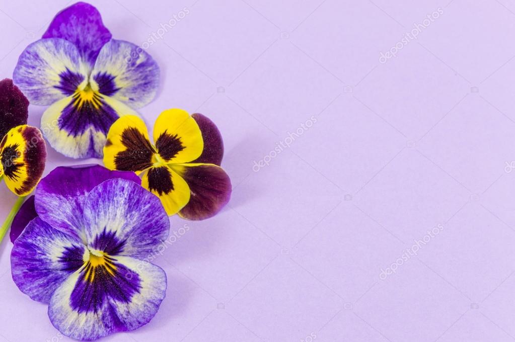 Flores amarillas y violetas fotos de stock, imágenes de Flores amarillas y  violetas sin royalties | Depositphotos