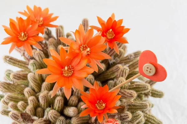 Flor de cactus naranja sobre fondo blanco — Foto de Stock