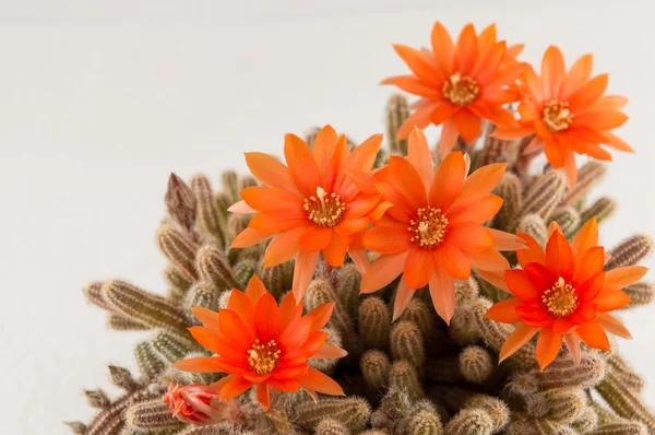 Flor de cactus naranja sobre fondo blanco — Foto de Stock