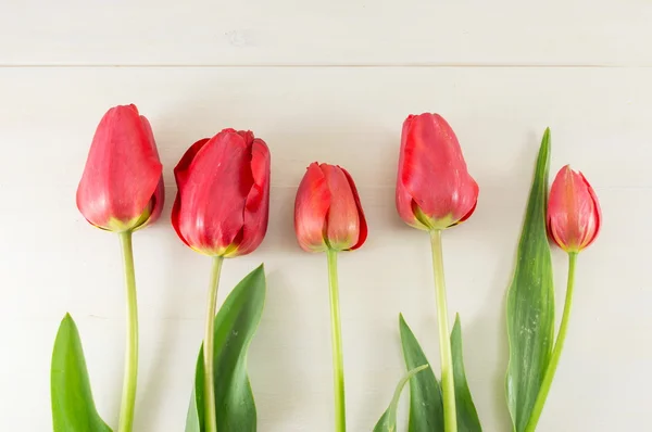 Tulipanes rojos sobre tabla de madera blanca — Foto de Stock