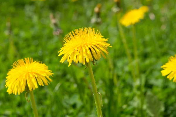 Yellow dandelions in a field — Stock Photo, Image