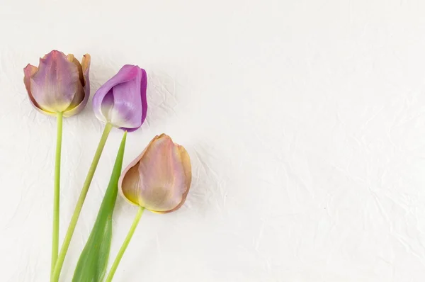 Fialové tulipány na bílém pozadí — Stock fotografie