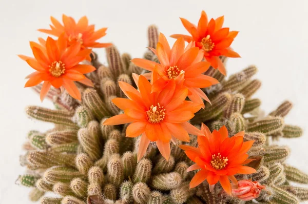 Flor de cactus naranja sobre fondo blanco — Foto de Stock