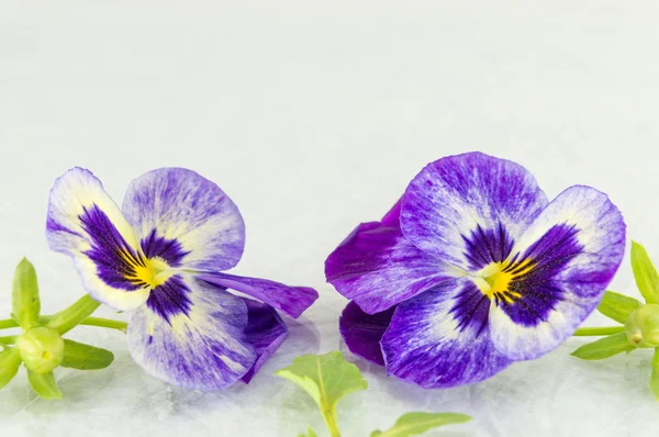 Violetta blommor på vitt tyg — Stockfoto