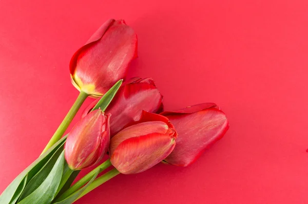 Tulipanes rojos sobre fondo rojo — Foto de Stock