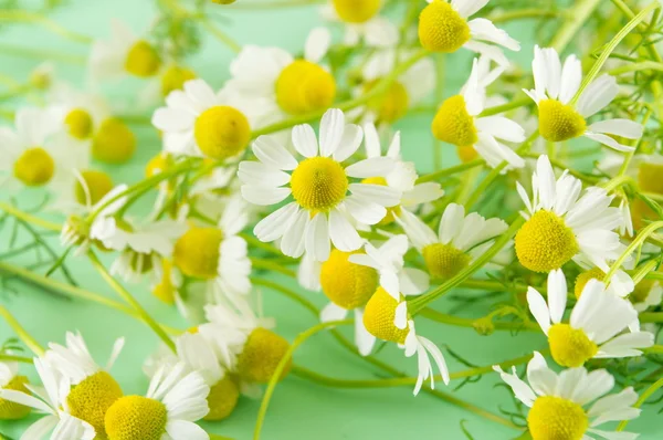 Kamilla virágot közelről zöld háttér — Stock Fotó