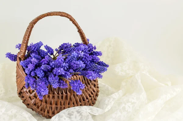 Flores de jacinto em um cesto. Presente romântico — Fotografia de Stock