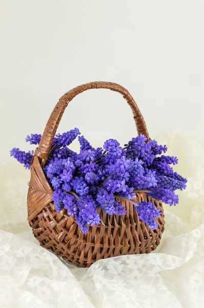 Flores de jacinto em um cesto. Presente romântico — Fotografia de Stock