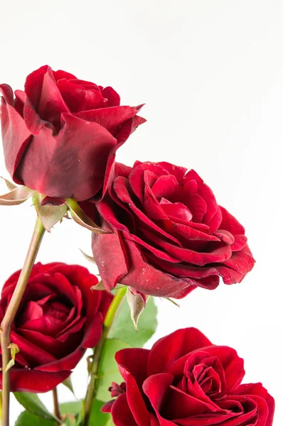 Vörös Rózsa csokor fehér háttér — Stock Fotó