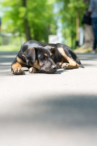 Cane randagio solitario sdraiato nel parco — Foto Stock