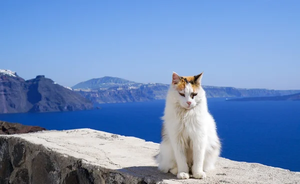 Fehér macska, kék víz és Santorini-hegység — Stock Fotó