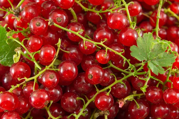 Frutta rossa di ribes fresca in una pila — Foto Stock