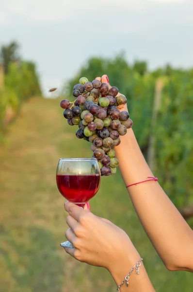 Ženská ruka drží sklenice na víno a vinné hrozny ve vinici — Stock fotografie
