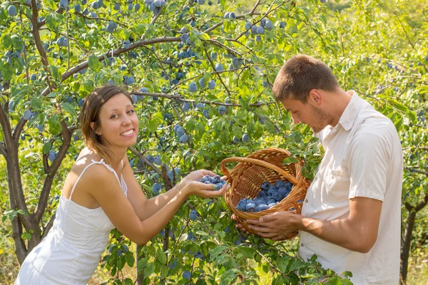 Pareja recogiendo ciruelas en el campo en un día soleado —  Fotos de Stock