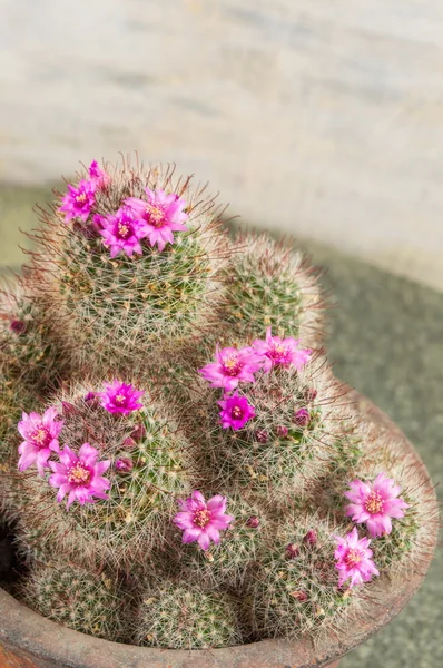 Cactus con pequeñas flores púrpuras — Foto de Stock