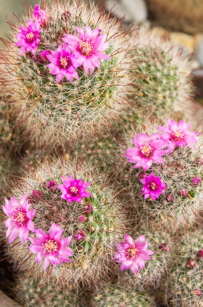 Kaktus med lilla små blomster – stockfoto