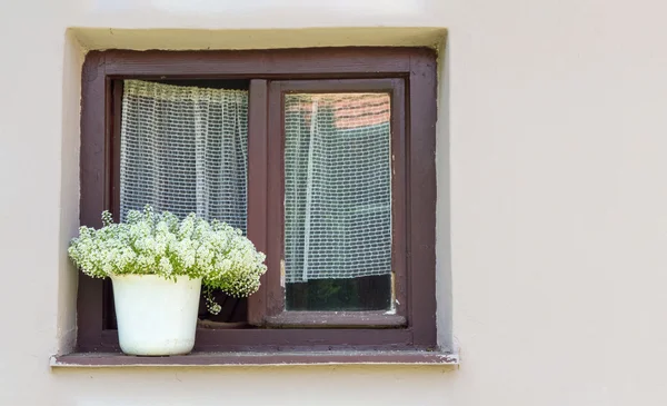 Hrnková květina na okně domu — Stock fotografie