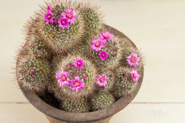 Cactus con pequeñas flores púrpuras — Foto de Stock