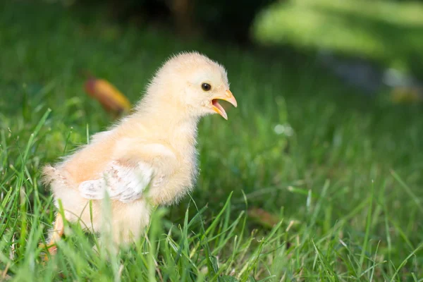 Poulet bébé marchant sur l'herbe — Photo