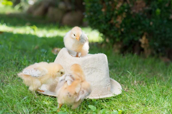 Polli piccoli su un cappello di paglia — Foto Stock
