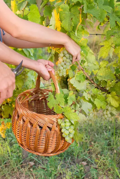 Pár v při sklizni hroznů na vinici s košíkem — Stock fotografie