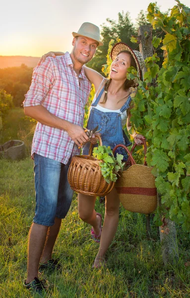 Pareja en la vendimia en el viñedo con una cesta —  Fotos de Stock
